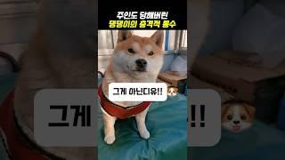 주인도 당해버린 댕댕이의 충격적 통수