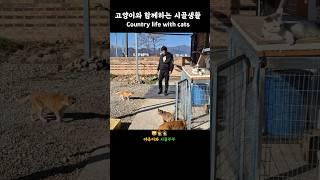 Country cats  고양이와 함께하는 시골생활