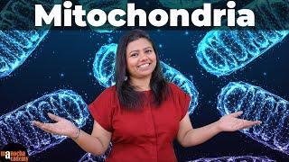 Mitochondria Structure and Function