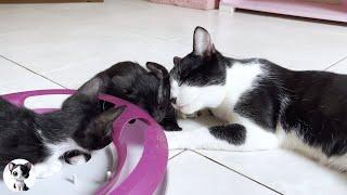 Miraculous cat Mu loves kittens!