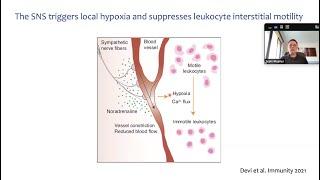 Disentangling lymphoid tissue niches in the evolution of immune responses by Dr. Scott Mueller