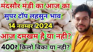 Super Top Quality Garlic Rate | Garlic Bhav Today | Mandsaur Mandi Lahsun Bhav