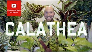 All you need to know about Calathea