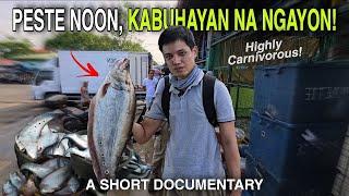 How this Aquarium Fish Killed & Revived the Fishing Industry in Laguna Lake