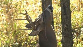 How To Deer Hunt Moon Phases