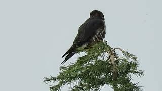 03/04/25 (#1) Taiga Merlin Falcon (Back) Kent Wa 3161-164