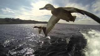 Flying Ducks - super close, you can almost touch, just incredible!