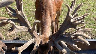 Red stag | Process of Antler growth