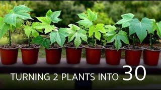 How To Go From Zero to 30 Chaya Plants In Just 3 Months!