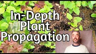 The Permaculture Nursery - Part 3 - In Depth Propagation