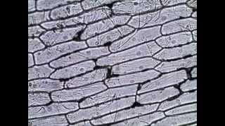 Onion Skin Epidermal Cells: How to Prepare a Wet Mount Microscope Slide