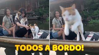 Un Hermoso Paseo en Bote Repleto de Gatos