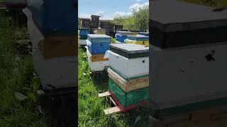 Отводки #beekeeper #bee #пчеловодство