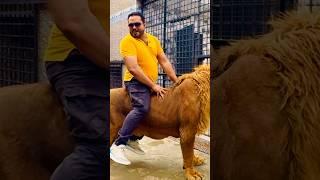 Lion riding (mian saqib)