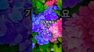 아직 포기하지 마세요 #기도하세요지금 #복음성가 #복음송 #찬양 #찬송 #기도 #지금 #포기 #주님 #간절 #하늘 #절망 #의지 #믿음 #슬픔 #고통 #여름 #수국 #수국꽃