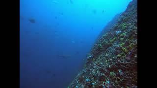 Malpelo White Tip Coral Cliff