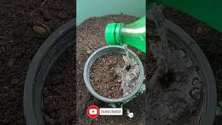 Grow ajwain plants using seeds from home | urdu\hindi #grow #shorts #kitchengarden