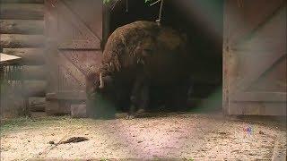 City of Toronto investigating after High Park Zoo bison dies