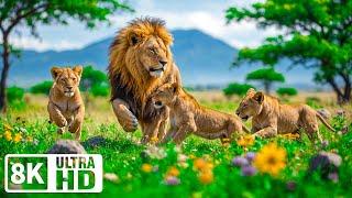 Baby Animals 8K ULTRA HD  Absolute peace with baby wildlife and lofi piano melodies