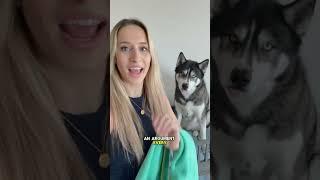 My dog refuses to take a bath! #dog #dogs #husky #huskies #cute