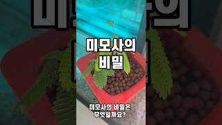 미모사의 비밀 #short
