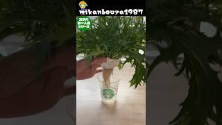 スタバカップde水菜の水耕栽培！切ってもまた生えてきます！ #家庭菜園