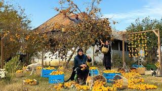 Harmonious Living: Persimmon Harvesting & Rural Traditions in the Caucasus