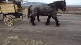 Horses and Buggies.wmv