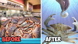 Raising a Grocery Store Crab as a Pet