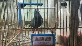 Bio Research Bio Pigeon , Pigeon Showroom | Bp8