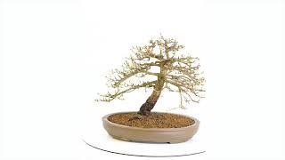 OD2028 - Phenomenal European Larch Bonsai (Deciduous State)