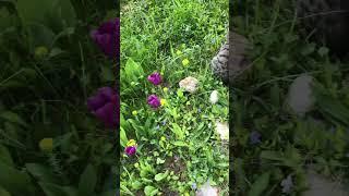 Кузьма»Начинается охота.Мышки приготовьтесь!!!»