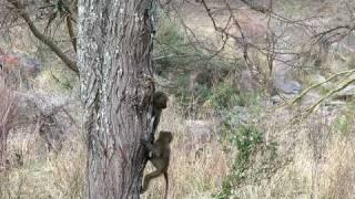 Baby Baboons Climbing Tree-West Serengeti Safari