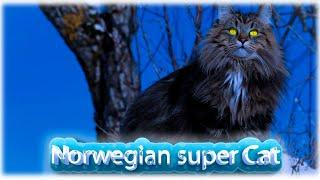 Uncovering 10 Mindblowing Facts about Norwegian Forest Cats!