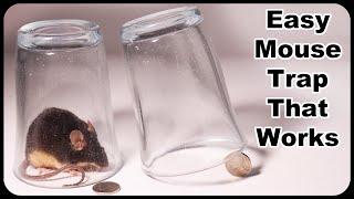 Glass and Coin Mouse Trap - Easy Mouse Trap That Works! Mousetrap Monday