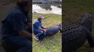 Unbelievable "Only In Florida" Moments You Have To See