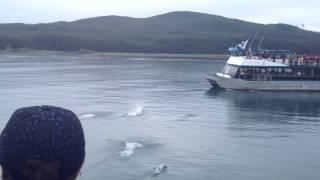 Huge Group of Dall's Porpoise