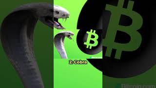 3 Mysterious Crypto Figures