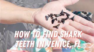 Finding shark teeth in Venice Florida | Fun FREE things to do in Florida