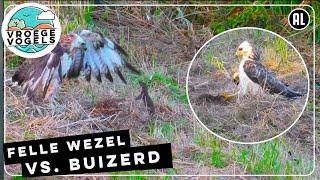 Felle wezel vecht zich uit de klauwen van een buizerd | Zelf Geschoten | Vroege Vogels