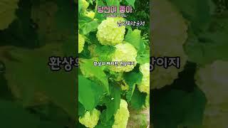  Seoul, Korea#서울여행 #남진&장윤정#당신이 좋아 #경복궁#Shorts