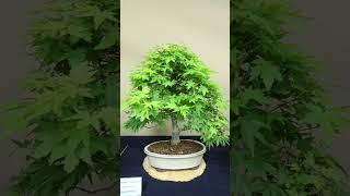 Bucharest Bonsai Show gradina botanica #shorts