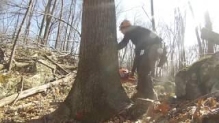 Cutting big timber