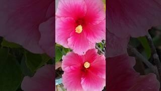 Pink hibiscus...girly pink🩷️🩷 #hibiscusflower #garden #pinkflowers