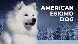 Top 7 American Eskimo Dog Facts (and Price!)