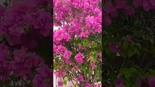 Árvore de Bougainville primavera na calçada #shorts #flowers