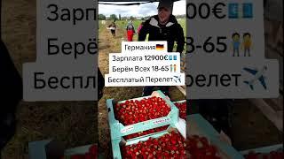 Работа в Европе #вакансии #работавевропе