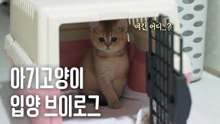 브리티쉬숏헤어 아기 고양이 입양했어요! 초보집사 VLOG