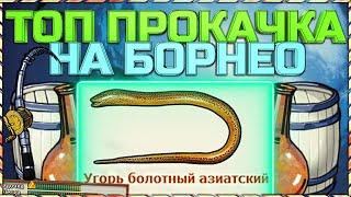 РР3 ЛУЧШАЯ ПРОКАЧКА ОПЫТА ДЛЯ НОВИЧКОВ НА БОРНЕО!