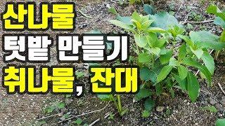 산나물 종류 이름 취나물 잔대 산나물 텃밭 만들기